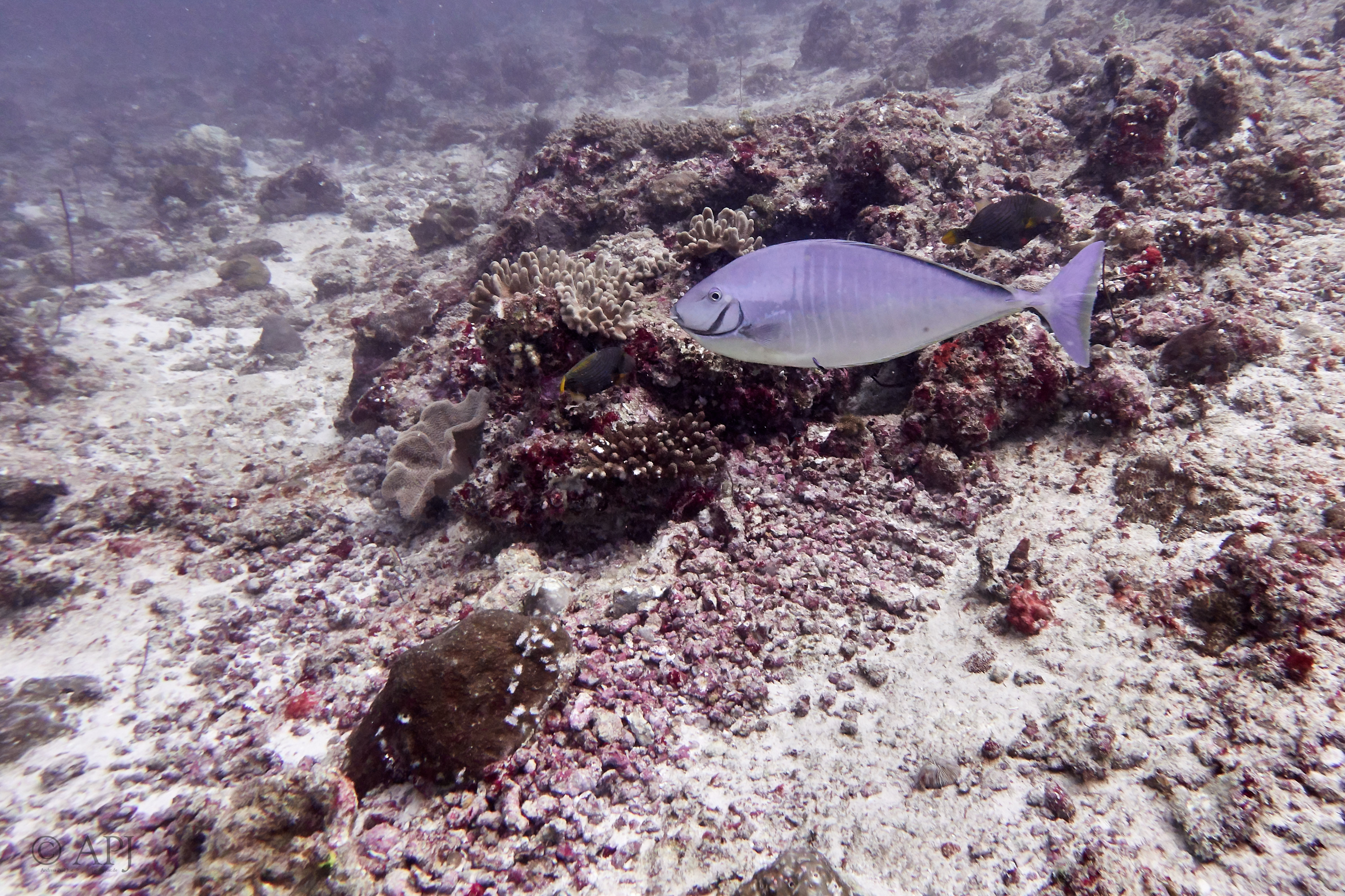 000451 14 08 17  Canon PowerShot G7 X Mark II   Malediven2017